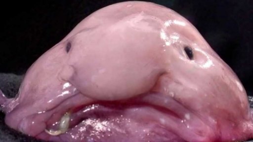 Wifi zajímavost: Některá zvířata vypadají jak z jiné planety