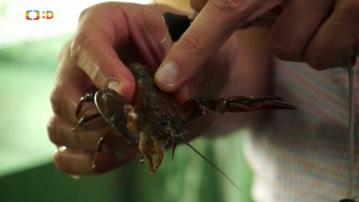 Raci, strážci čistoty