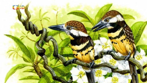 Reportáž: Expedice Neuron Amazonie