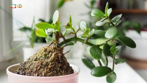 Zaostřeno na: Kokedama