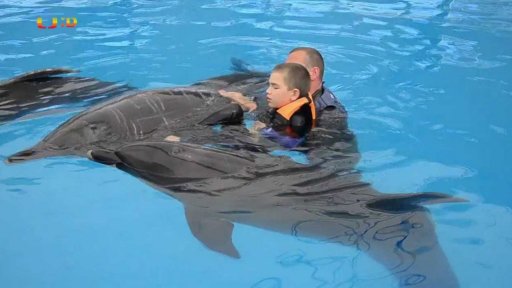 Reportáž: Delfíni