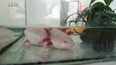 Axolotl