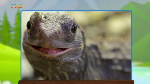 Zaostřeno na: Hatérie