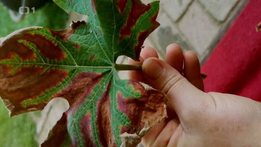 Ekologický způsob ochrany před škůdci