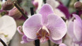 Orchideje