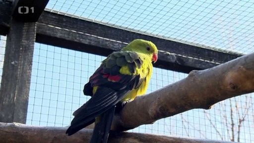 Papoušek horský a alexandr