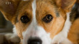 Chov Welsh Corgi