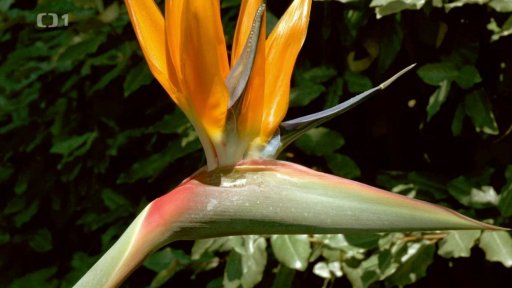 Jedovaté rostliny v domácnostech II