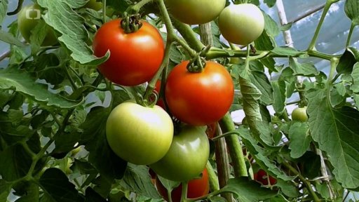 Prospěšné bakterie