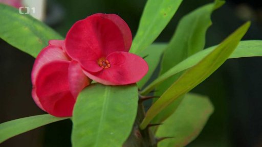 Jedovaté rostliny III