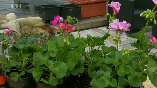 Jak udržet vláhu u rostlin