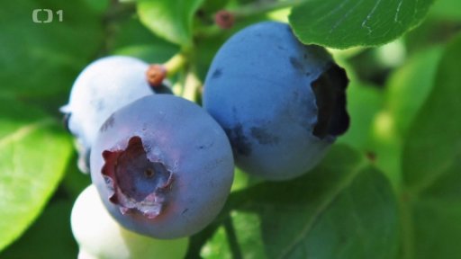 Kamčatské a kanadské borůvky