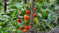 Netradiční pěstování rajčat