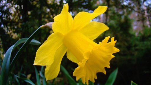 Cibuloviny po odkvětu