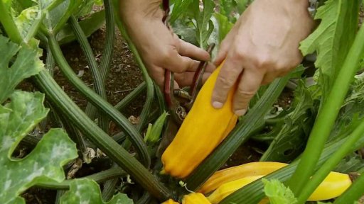 Sklizeň a podzimní výsev