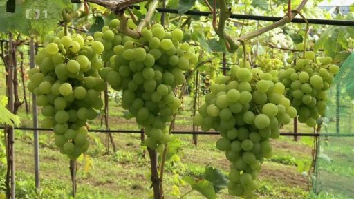 Stolní réva v nevinařském kraji