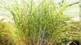 Okrasné trávy II