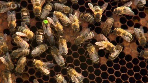 Co dělají včely v zimě