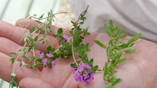 Bylinky na dýchací cesty