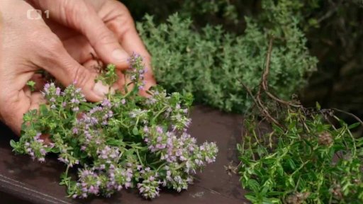 Tymián a mateřídouška