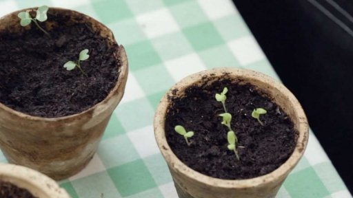 Velikonoční osení