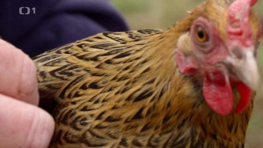 Když se řekne češka