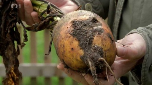 Není řepa jako řepa