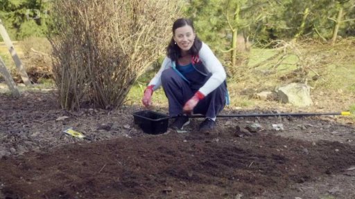 Výsadba jiřinek a mečíků