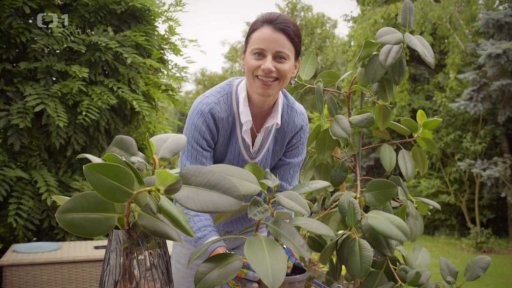 Fíkovník pryžodárný