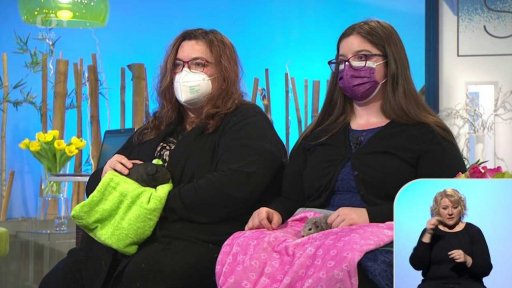 Týdenní seriál - morčata - soužití a ubytování