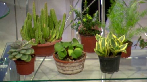 Socialistické pokojové rostliny