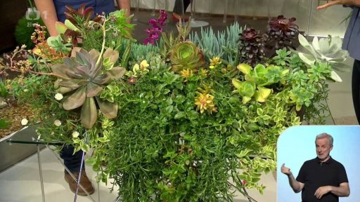 Sukulentní truhlíky