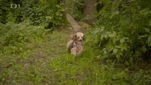 Tvrdohlavý Bengie: v čem je problém?