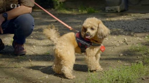 Tvrdohlavý Bengie: seznámení s koučem
