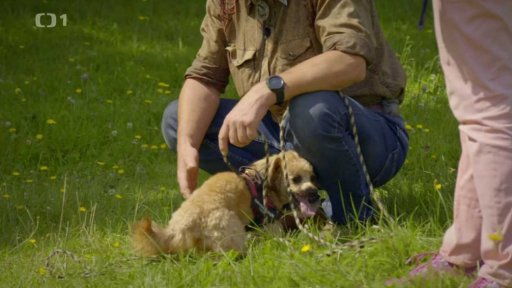 Tvrdohlavý Bengie: triky a rady