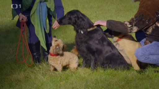 Tvrdohlavý Bengie: po měsíci