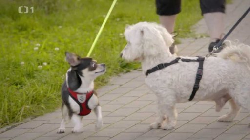 Uštěkaný Čert: v čem je problém?