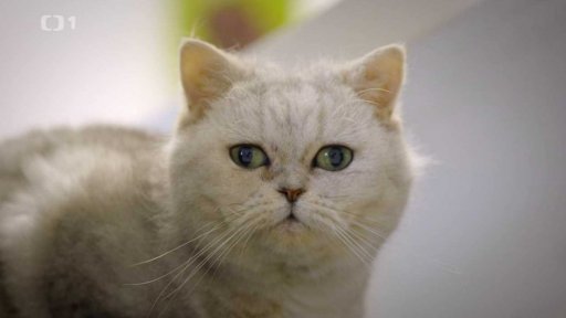 Bázlivá Sheila: v čem je problém?