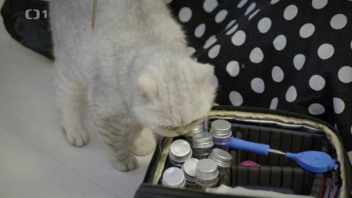 Bázlivá Sheila: seznámení s koučem