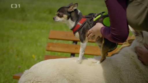 Uštěkaný Čert: triky a rady