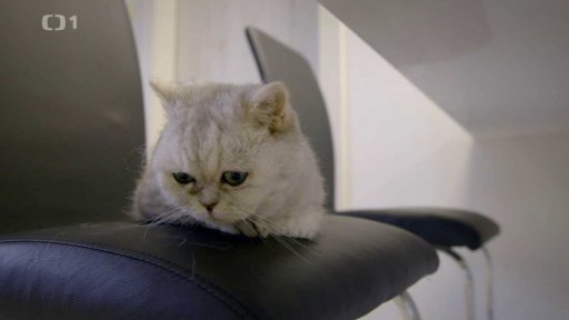 Bázlivá Sheila: po měsíci