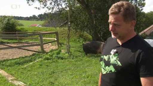 Chov přeštických prasat