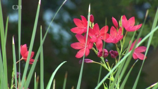 Rostliny z jižní Afriky