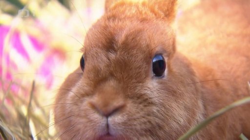 Saténoví červení králíci