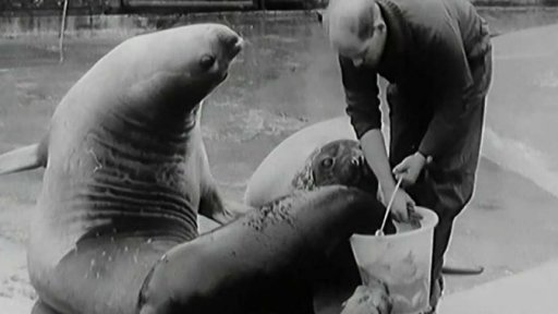 Zubař v rotterdamské ZOO