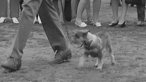 Výstava kníračů, kteří nepatří mezi bojácné pokojové pejsky