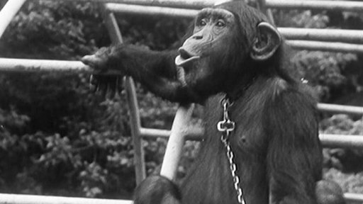 Lovci beze zbraní v pražské zoologické zahradě