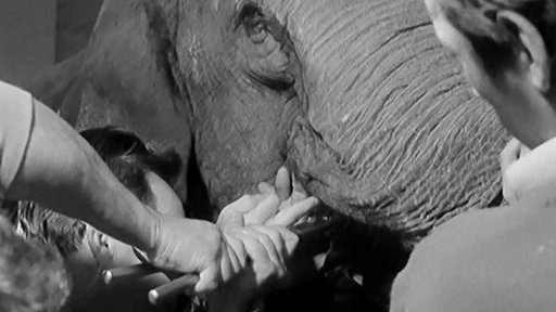 Bolesti zubů dvanáctileté slonice Bíny