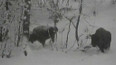 První sníh v rumunské rezervaci zubrů