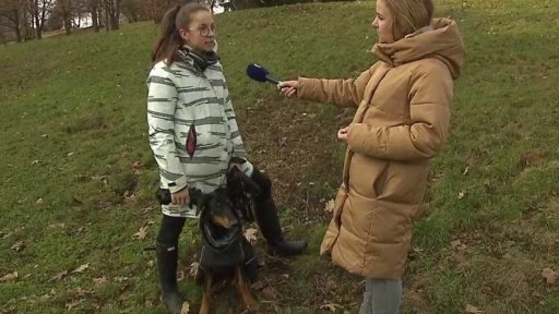 Pravidla volného pohybu psů